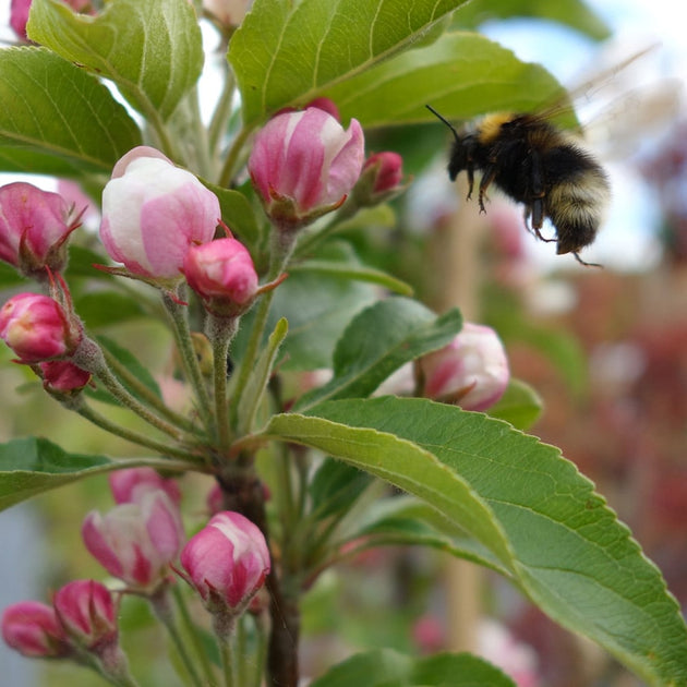 Malus Marble Nuvar Flowering & Fruiting Crab Apple | Ornamental Trees