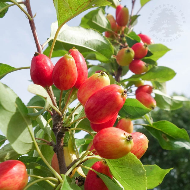 Malus baccata Pink Glow | Dolgo Crab Apple Tree | Ornamental Trees