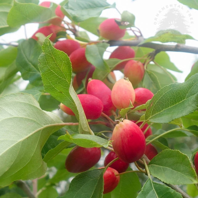 Malus baccata Pink Glow | Dolgo Crab Apple Tree | Ornamental Trees