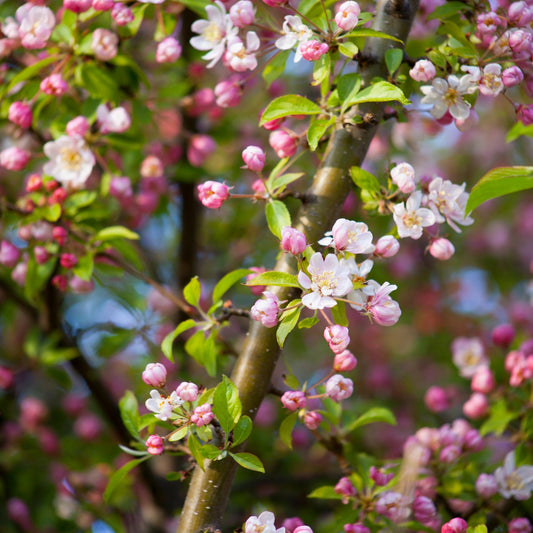 Malus 'Pink Perfection' tree