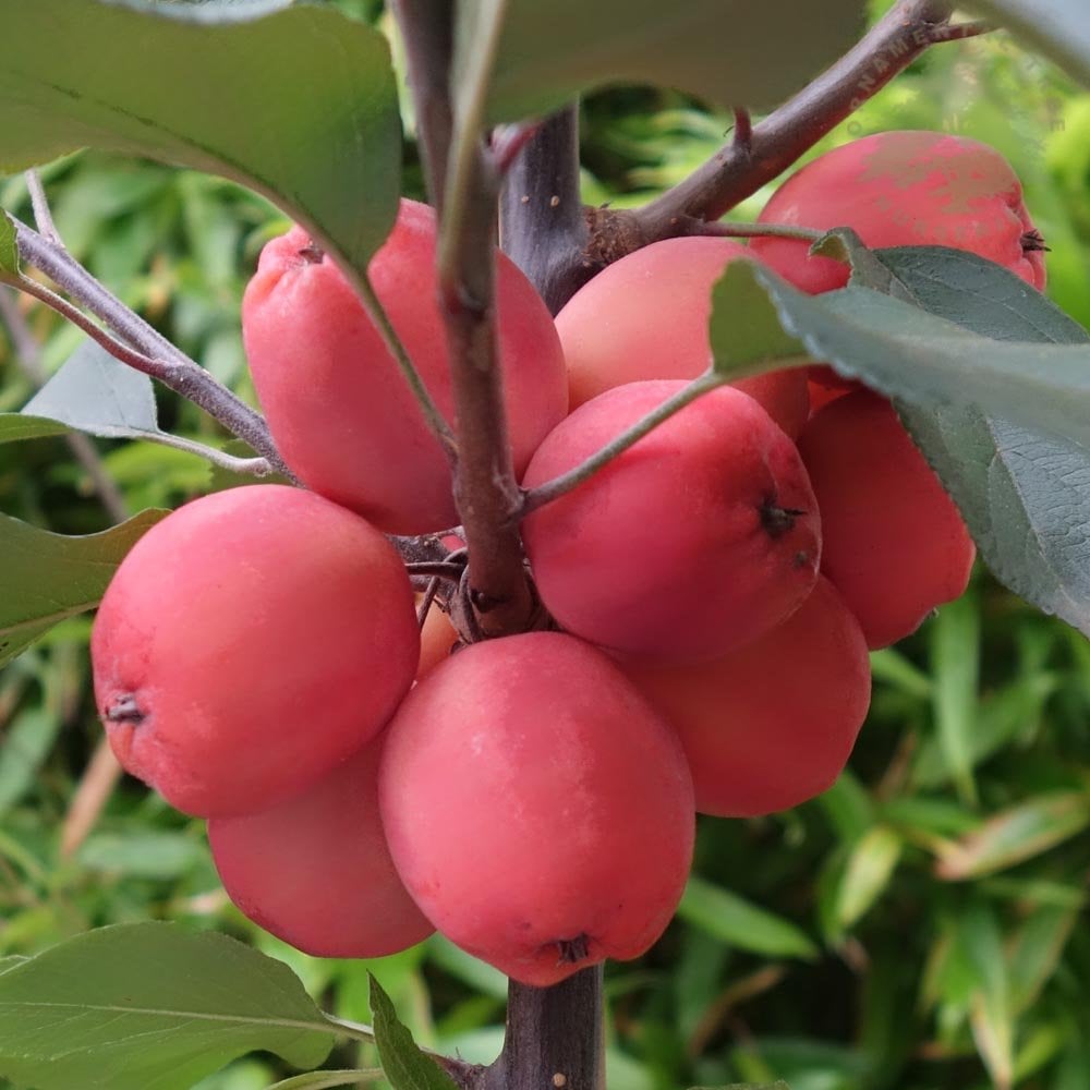 Copeman Malus purpurea Neville Copeman | Purple Crab Apple Tree | Ornamental Trees