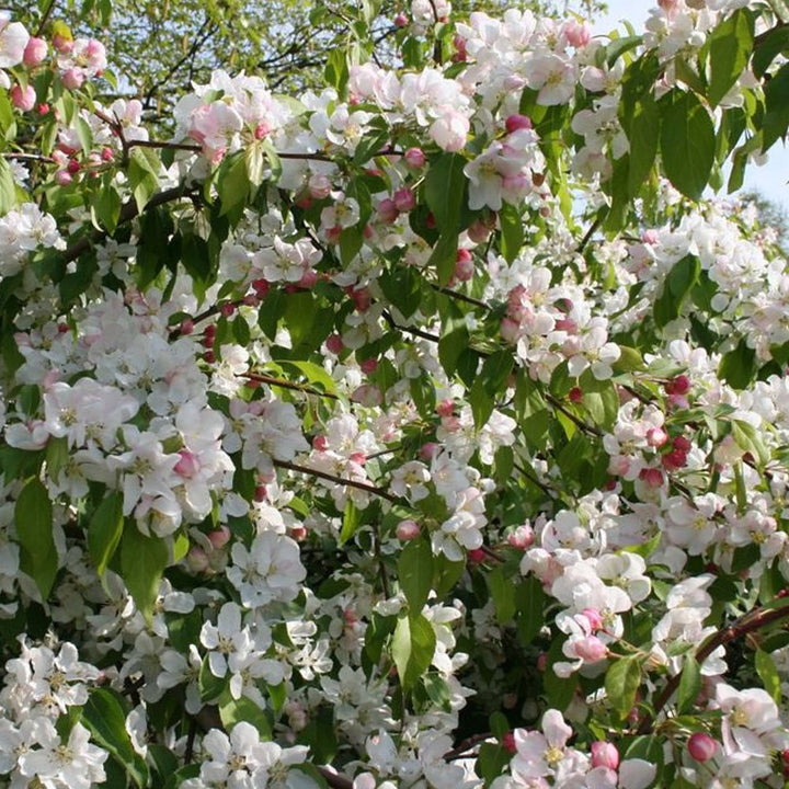 Malus robusta Red Sentinel | Crab Apple Tree | Ornamental Trees