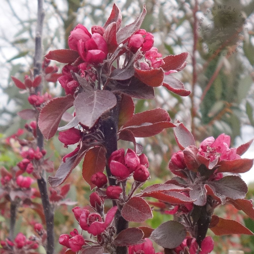 Red String Tree Red Trees, Shrubs, Flowers & Leaves | Ornamental Trees