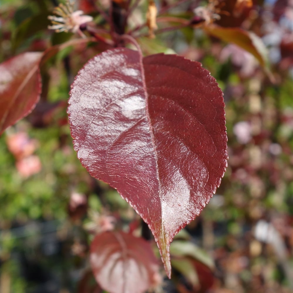 Malus Rudolph | Buy Pink Flowering Crab Apple Tree | Ornamental Trees