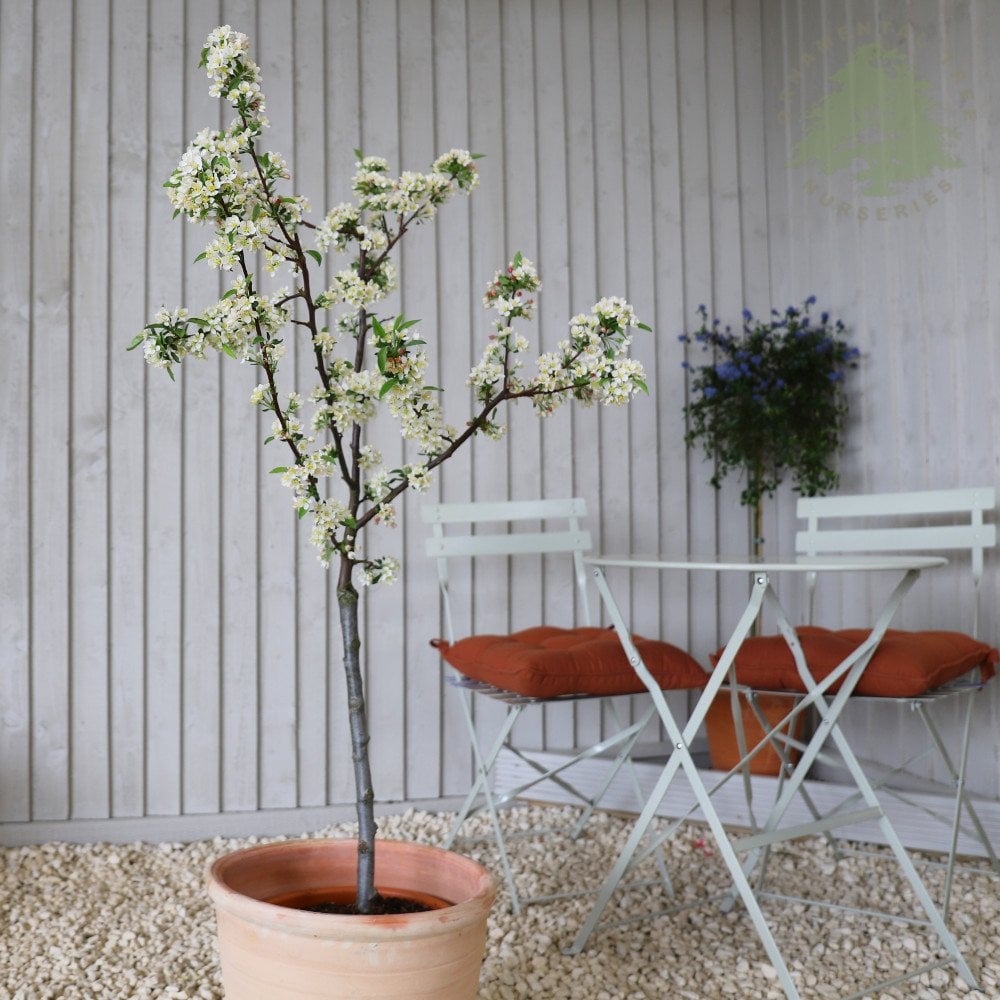 Malus sargentii Tina | Dwarf Crab Apple Tree | Ornamental Trees