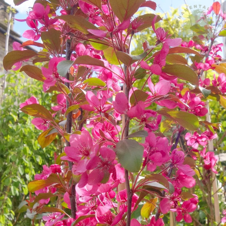 Malus Rudolph | Buy Pink Flowering Crab Apple Tree | Ornamental Trees