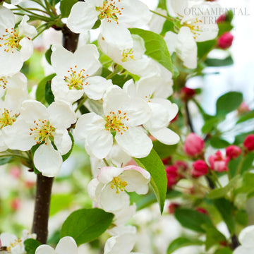 Malus Evereste Crab Apple blossom