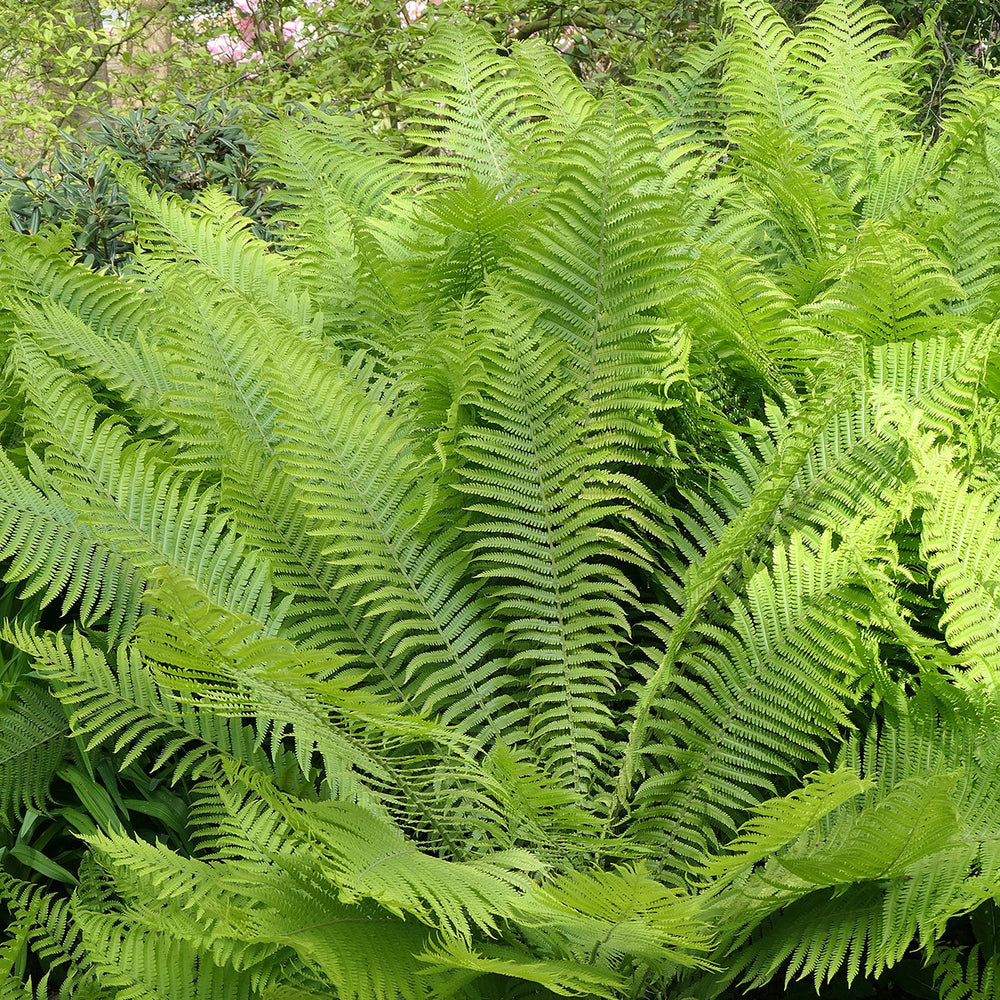 Matteuccia struthiopteris Shuttlecock Fern