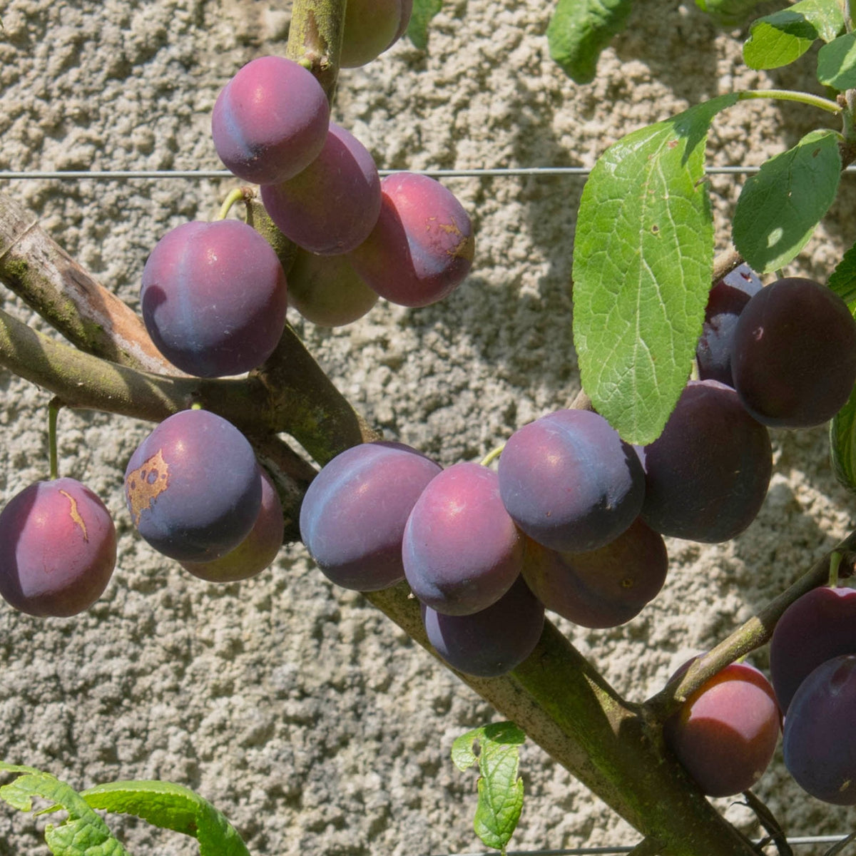 Dameson Merryweather Damson Tree | Dual Purpose Damsons | Ornamental Trees