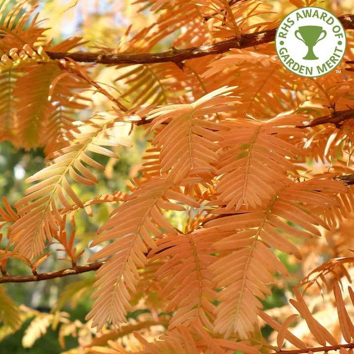 Sequoiadendron giganteum | Wellingtonia Giant Sequoia – Ornamental Trees