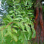 Metasequoia glyptostroboides Dawn Redwood