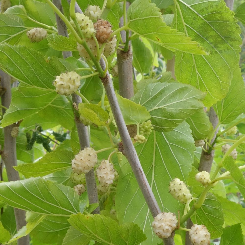 White Mulberry Trees Morus Alba White Mulberry The Seed Vine white-mulberry-trees-morus-alba-white-mulberry-the-seed-vine