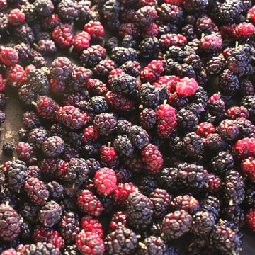 Morus nigra King James I Mulberry