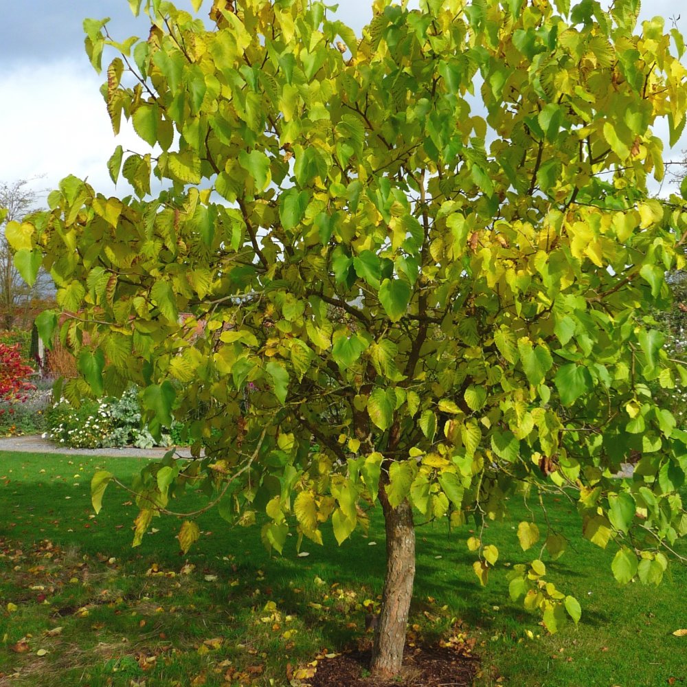 Black Mulberry