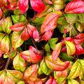 Bush, 70-100cm, 35L pot