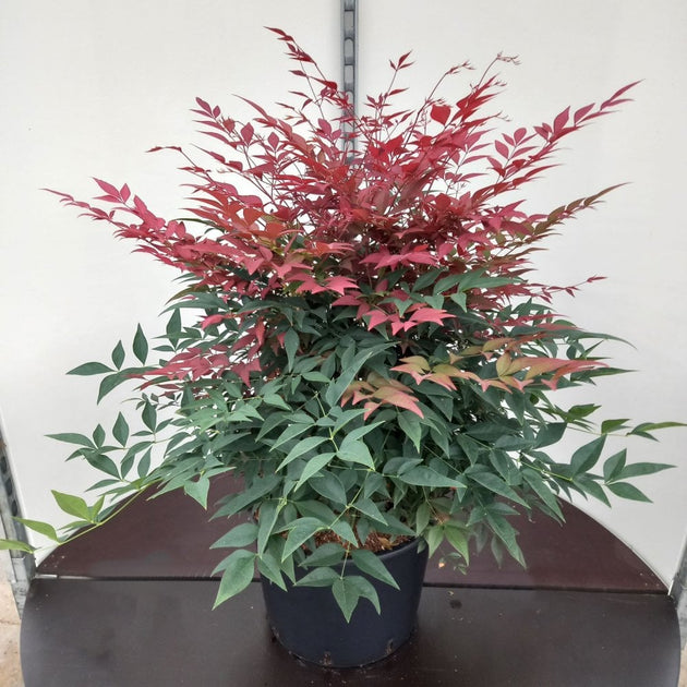 Heavenly Bamboo
