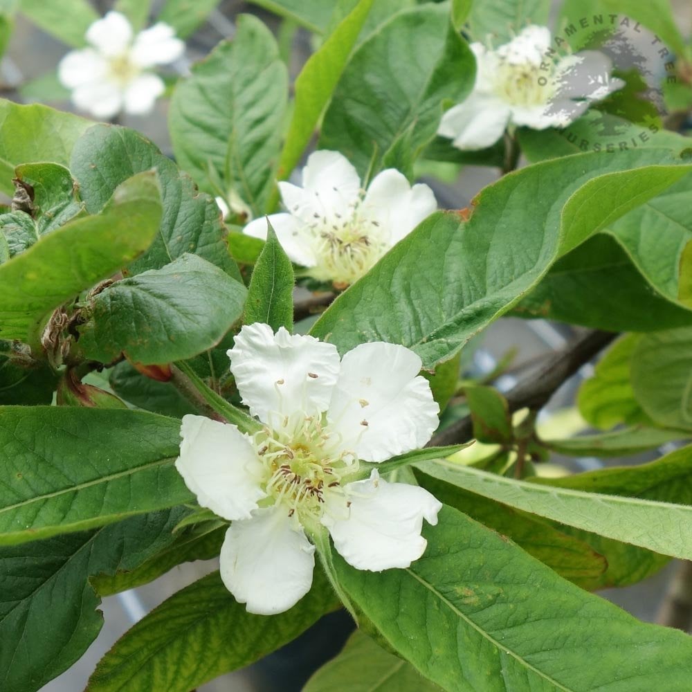 Mespilus Tree Nottingham Medlar Fruit Tree | Mespilus Germanica | Ornamental Trees