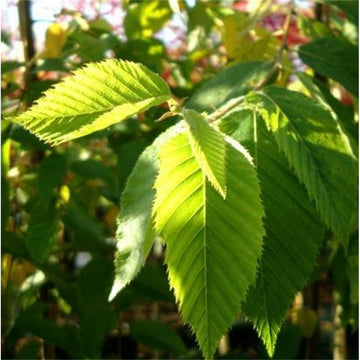 Ostrya carpinifolia