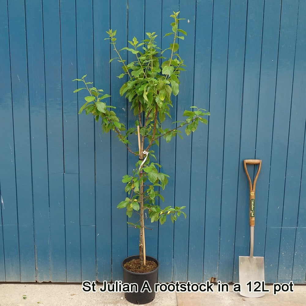 Prunus domestica 'Oullins Gage' Plum tree in pot