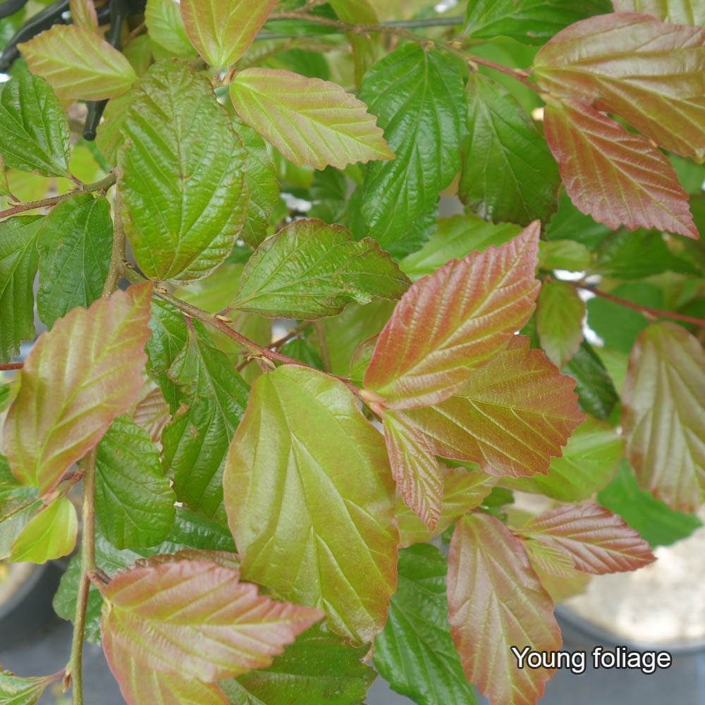 Parratio Tree Parrotia persica Bella | Buy Persian Ironwood Trees – Ornamental Trees