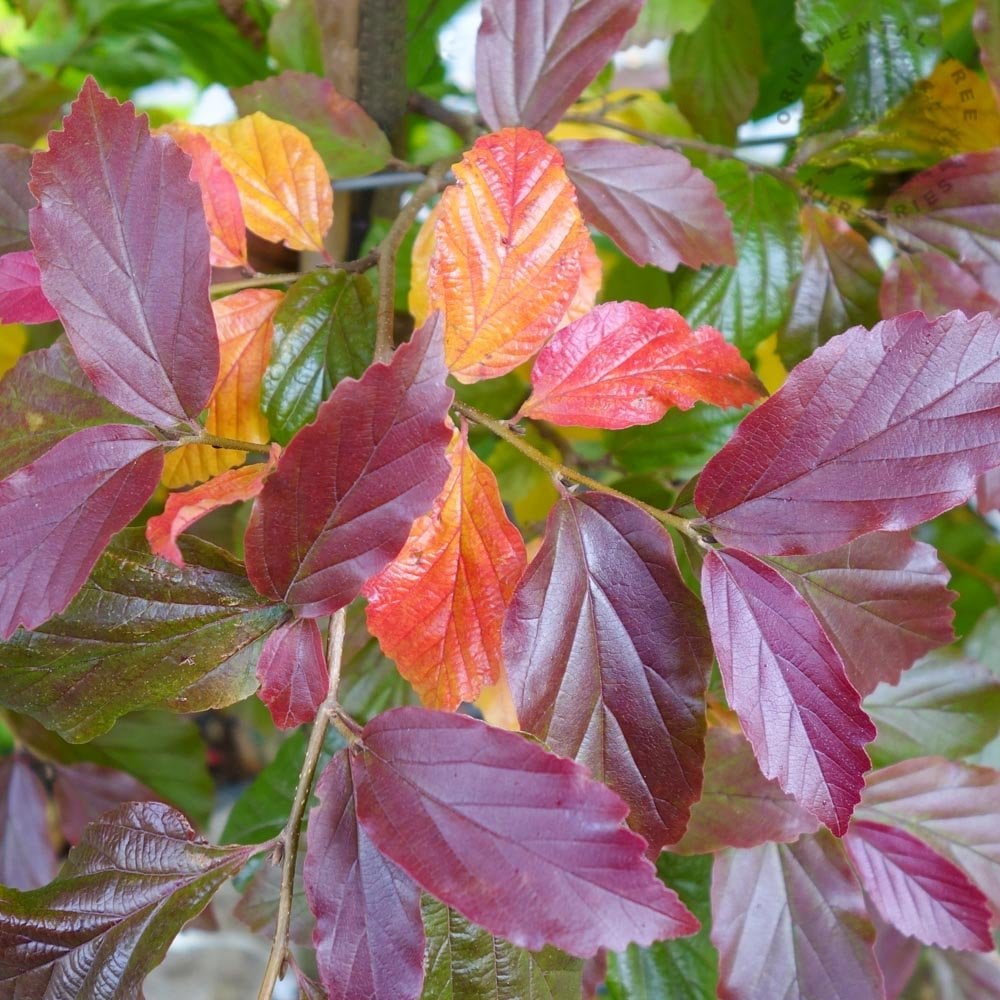 Parratio Tree Parrotia persica Bella | Buy Persian Ironwood Trees – Ornamental Trees