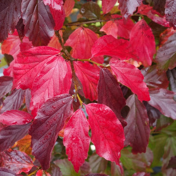 Parrotia persica 'Bella' Persian Ironwood