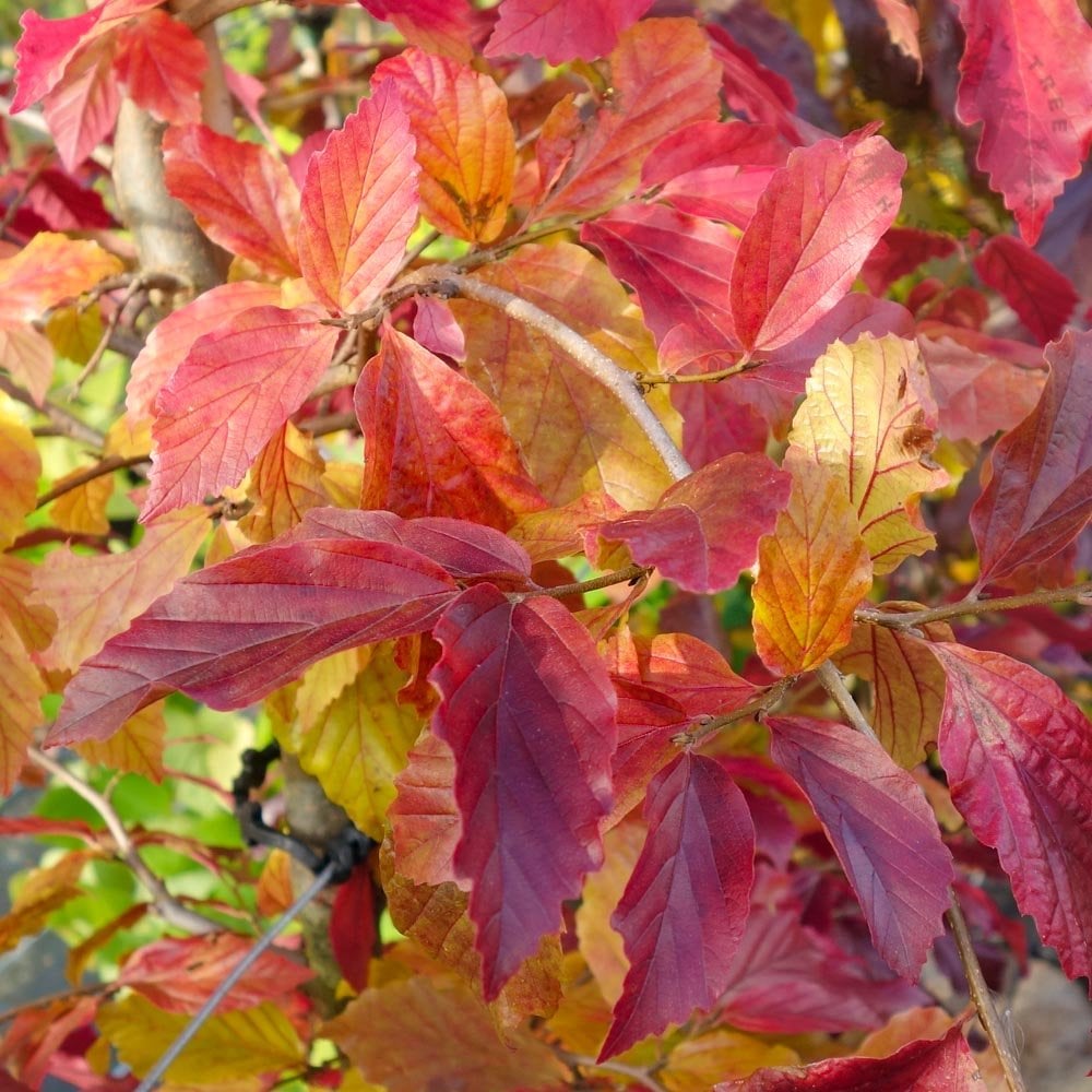 Parrotia Persica Bella Buy Persian Ironwood Trees Ornamental Trees parrotia-persica-bella-buy-persian-ironwood-trees-ornamental-trees