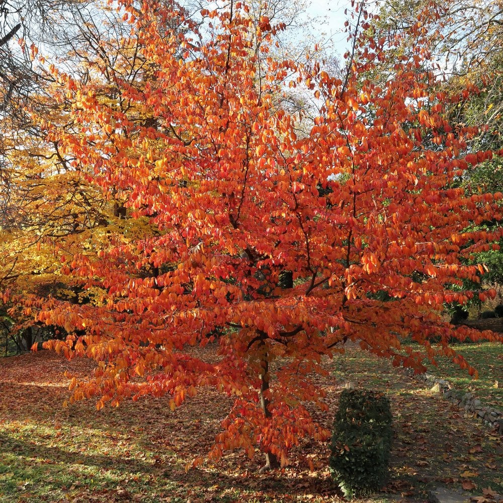 Parratio Tree Parrotia Persica Tree – Parrotia Persica Tige – TNAG