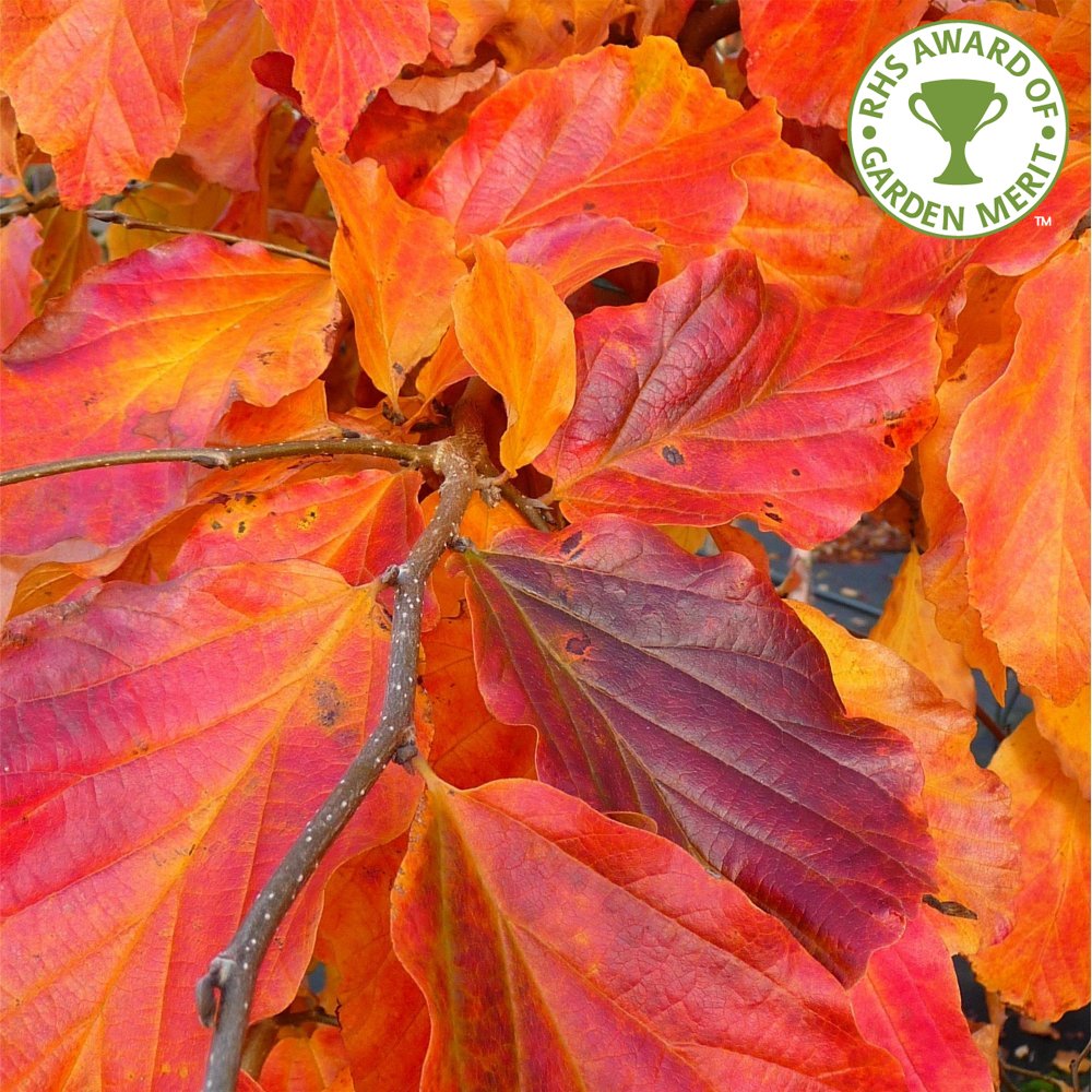 Parrotia persica tree