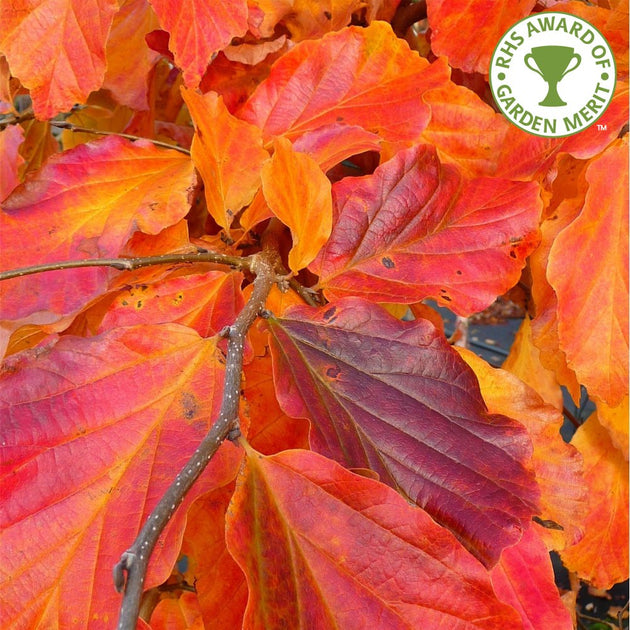 Parrotia persica tree