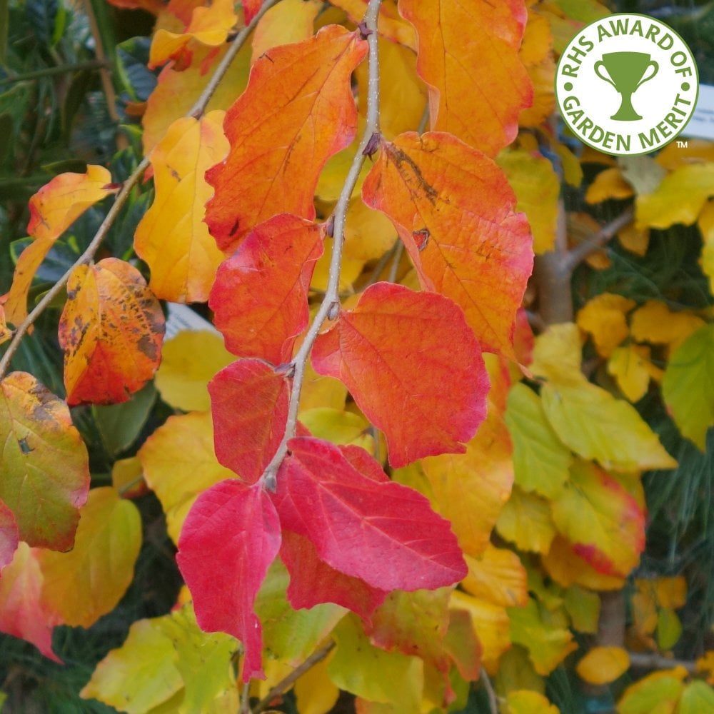 Parratio Tree Parrotia persica Vanessa | Persian Ironwood Tree | Ornamental Trees