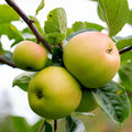Single stem tree, 125-175cm, MM106 (semi-vigorous), 12L pot
