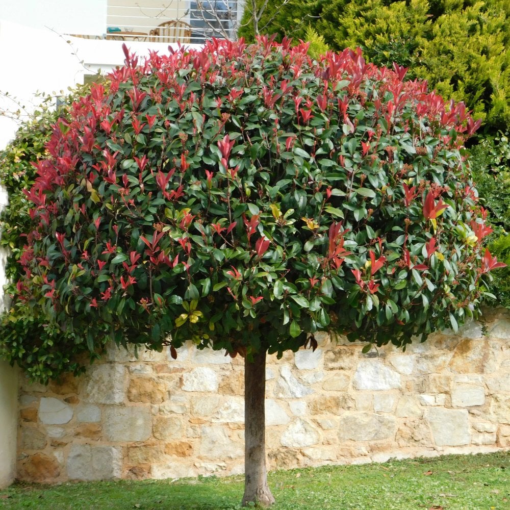 Photinia fraseri Red Robin Tree | Lollipop, Topiary & Mature ...