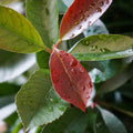 Hedging, 80-100cm height, rootball