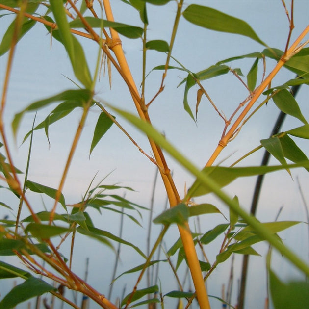Phyllostachys aureosulcata spectabilis | Yellow Bamboo | Ornamental Trees