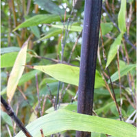 Phyllostachys nigra black Bamboo