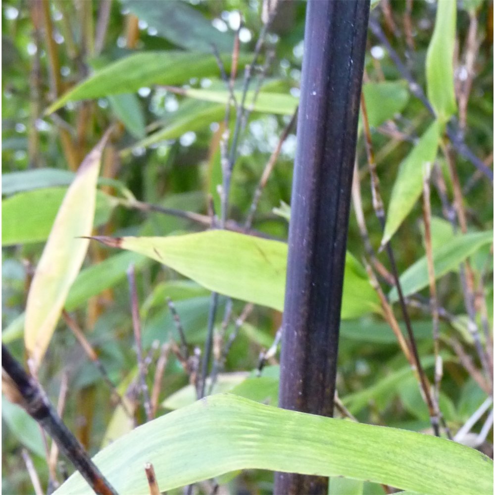 Bambù Nero Phyllostachys Nigra - Moso Black Semi Bambù Nero Phyllostachys Nigra - Moso Black Semi