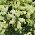 Feathered, 20-40cm, 3L pot