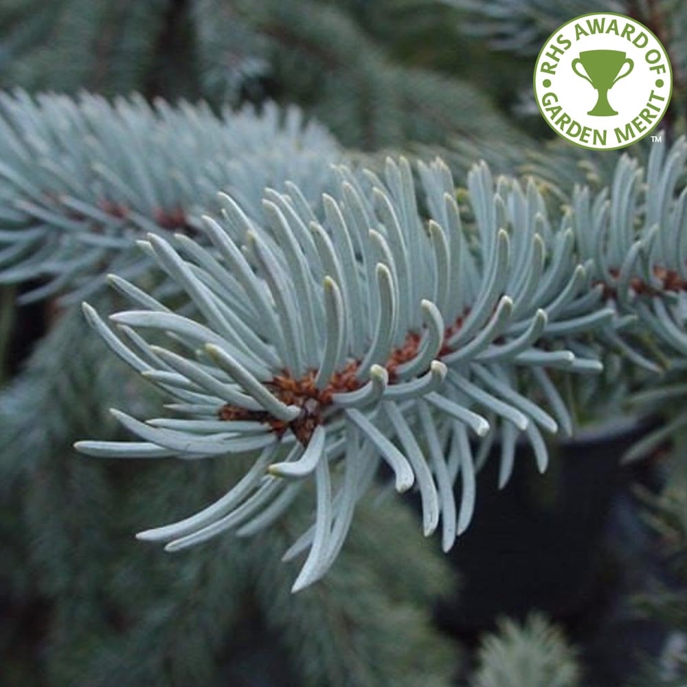 Hoopsi Picea pungens Hoopsii | Colorado Blue Spruce Tree | Ornamental Trees