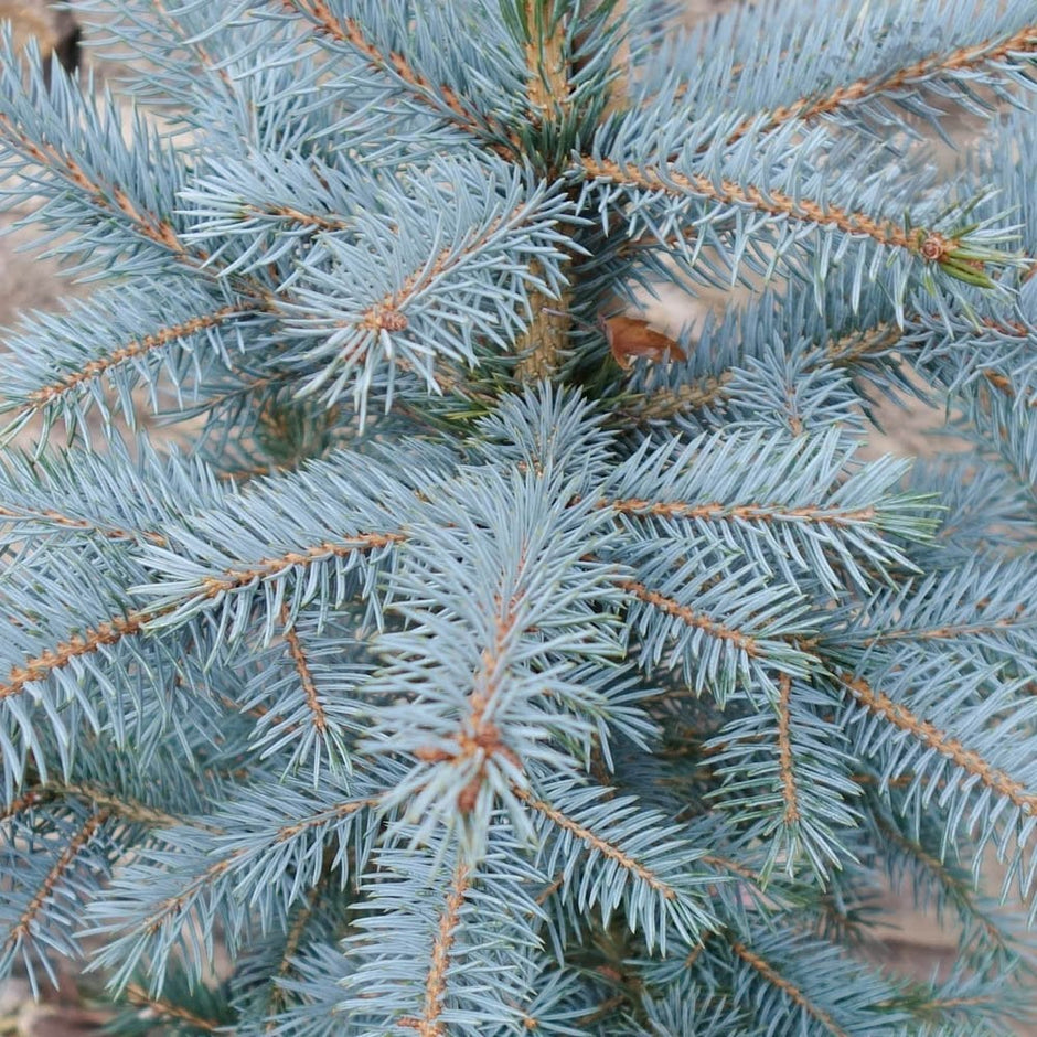 Blue Rabbit Tree Blue Garden Plants, Trees, Shrubs & Flowers | Ornamental Trees