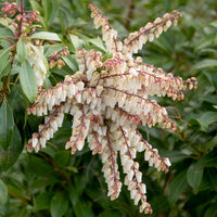 Pieris japonica 'Mountain Fire' Lily of the valley shrub