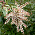 Pieris japonica 'Mountain Fire' Lily of the valley shrub
