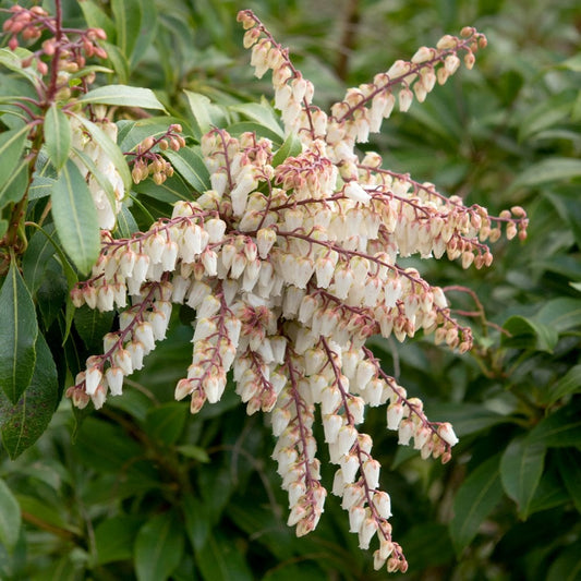 Pieris japonica 'Mountain Fire' Lily of the valley shrub