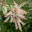 Pieris japonica 'Mountain Fire' Lily of the valley shrub