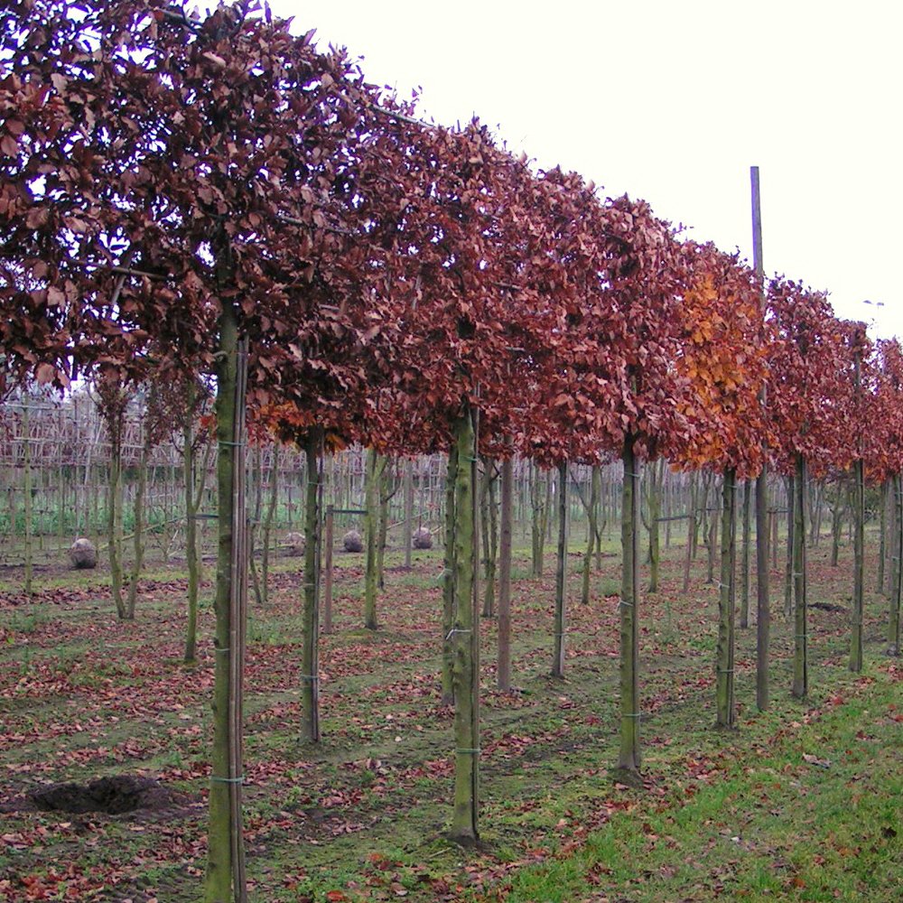 Beech Tree Barnton Beech Trees For Sale | Fagus | Ornamental Trees