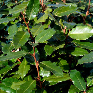 Elaeagnus ebbingei Compacta tree