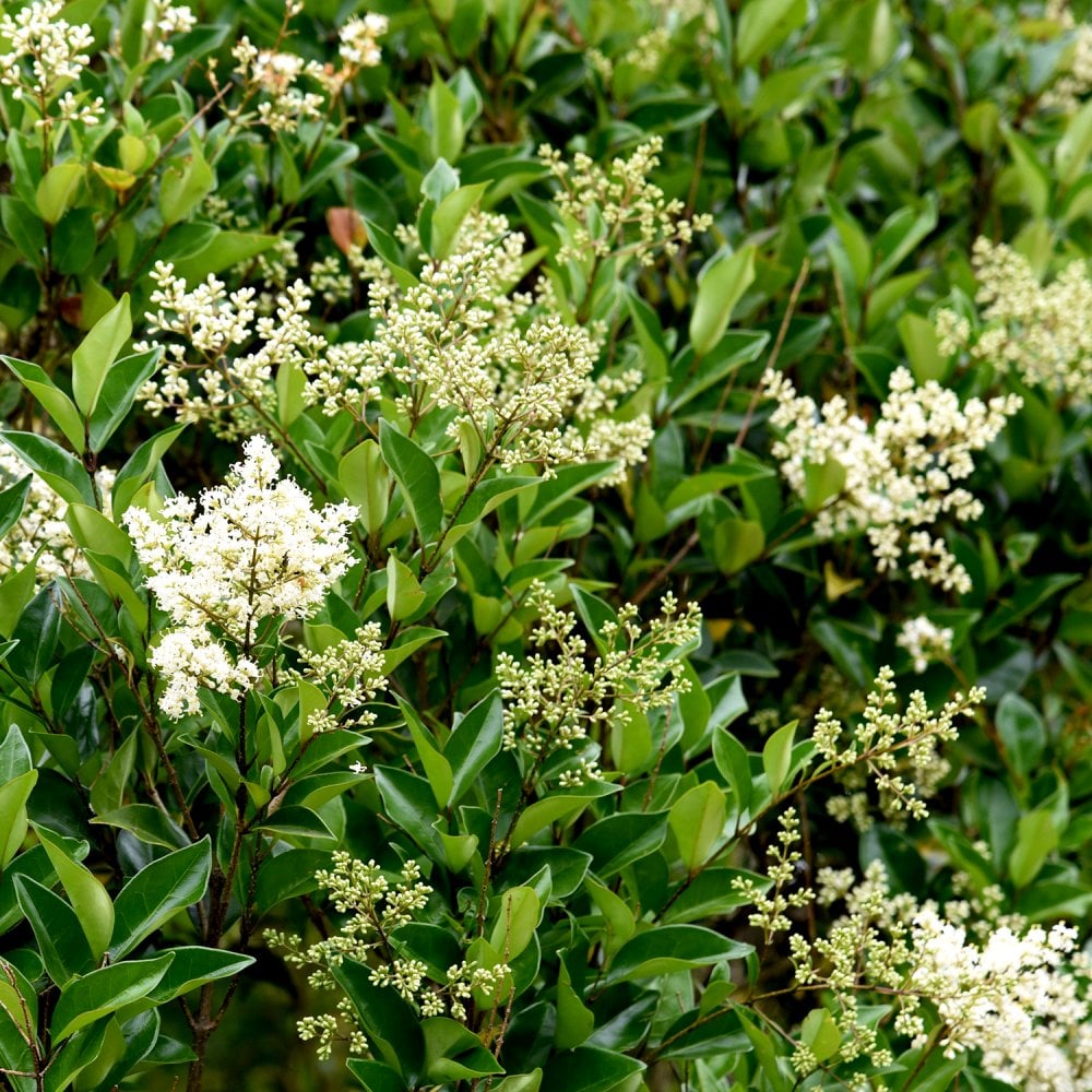 Japanese Ligustrum Tree Ligustrum Japonicum Japanese Privet japanese-ligustrum-tree-ligustrum-japonicum-japanese-privet