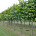 Pleached tree, 14-16cm girth, 1.5m x 1.2m head, 2m clear stem, 45L pot