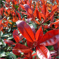 Photinia × fraseri 'Red Robin'