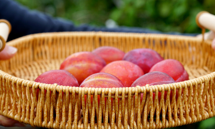 Plums from tree